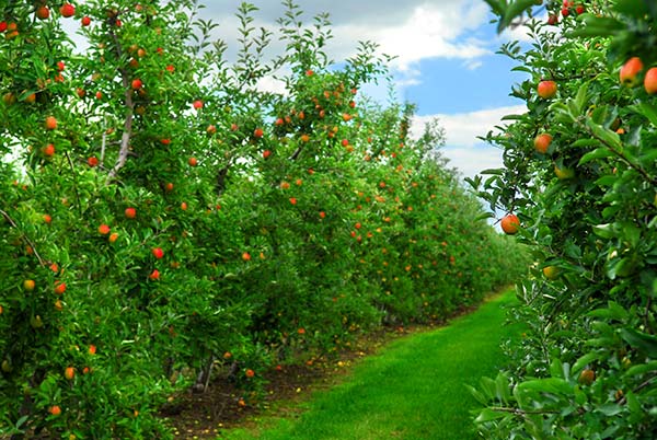 apple-orchard